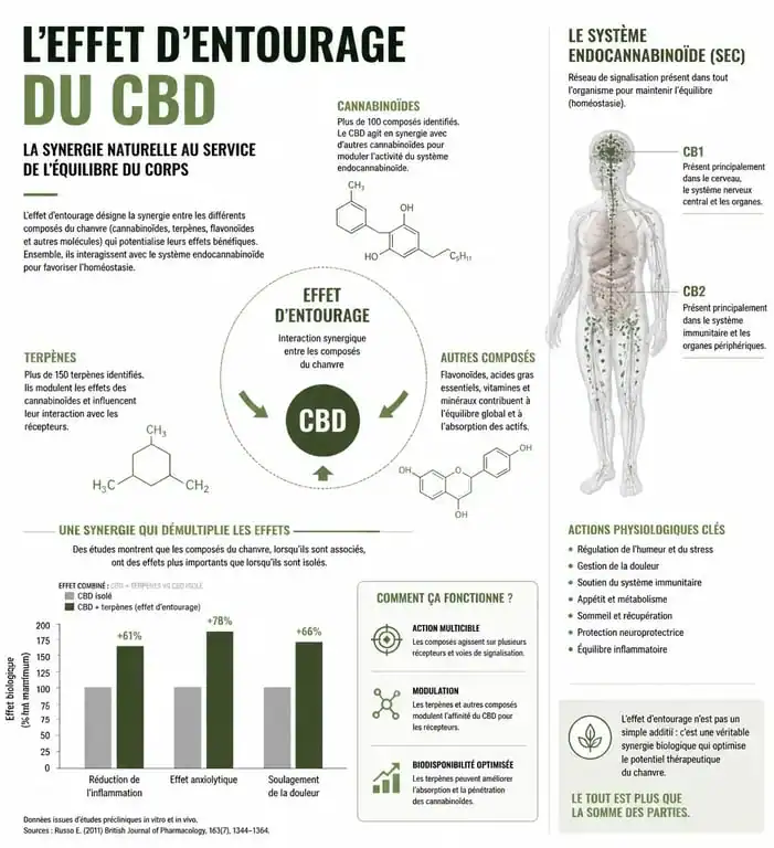 Schéma explicatif de l'effet d'entourage du CBD et ses bienfaits sur le système endocannabinoïde.